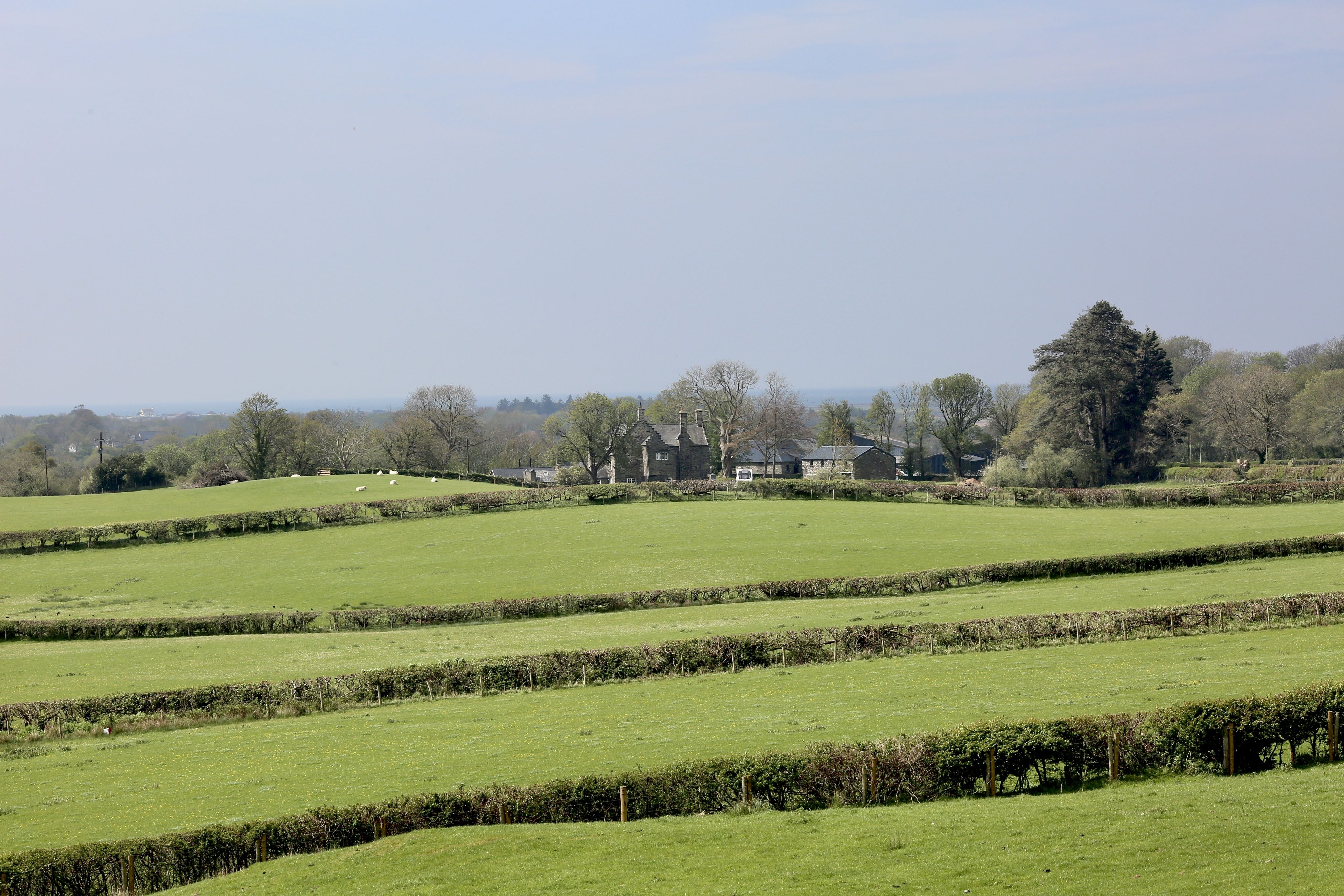 Picture of productive farmland with hedges and trees