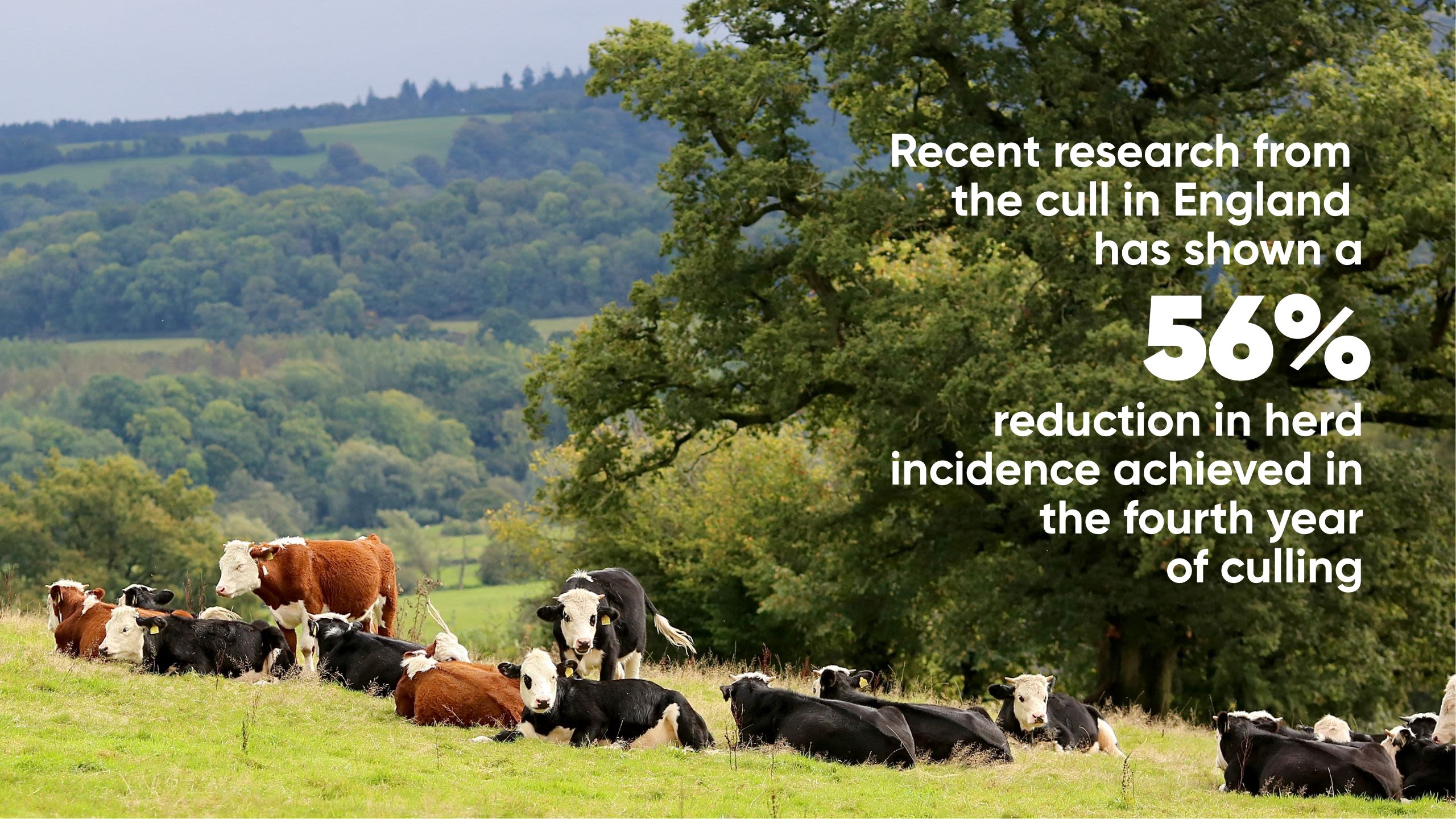 Cows in a field