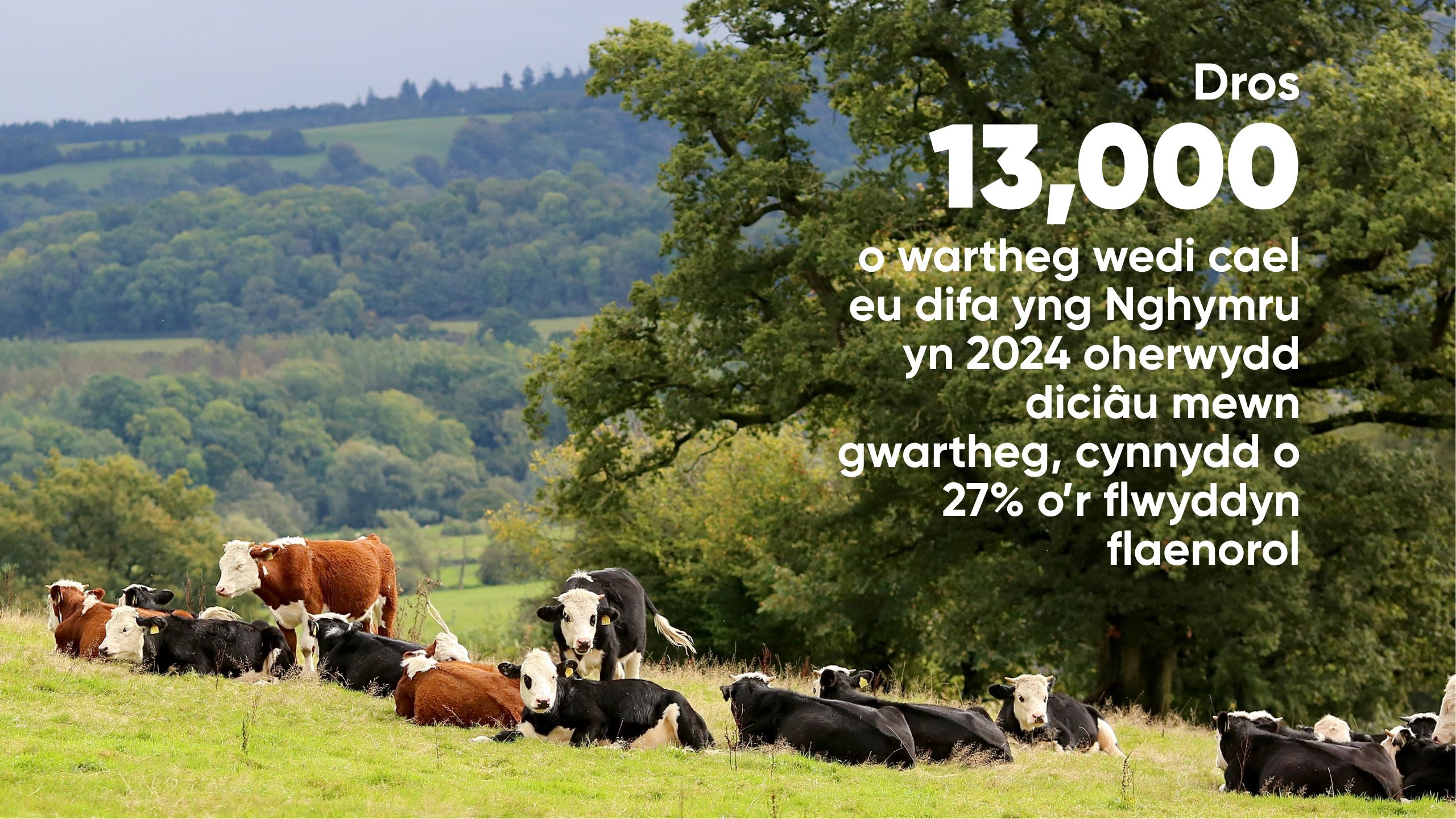 Cows in a field