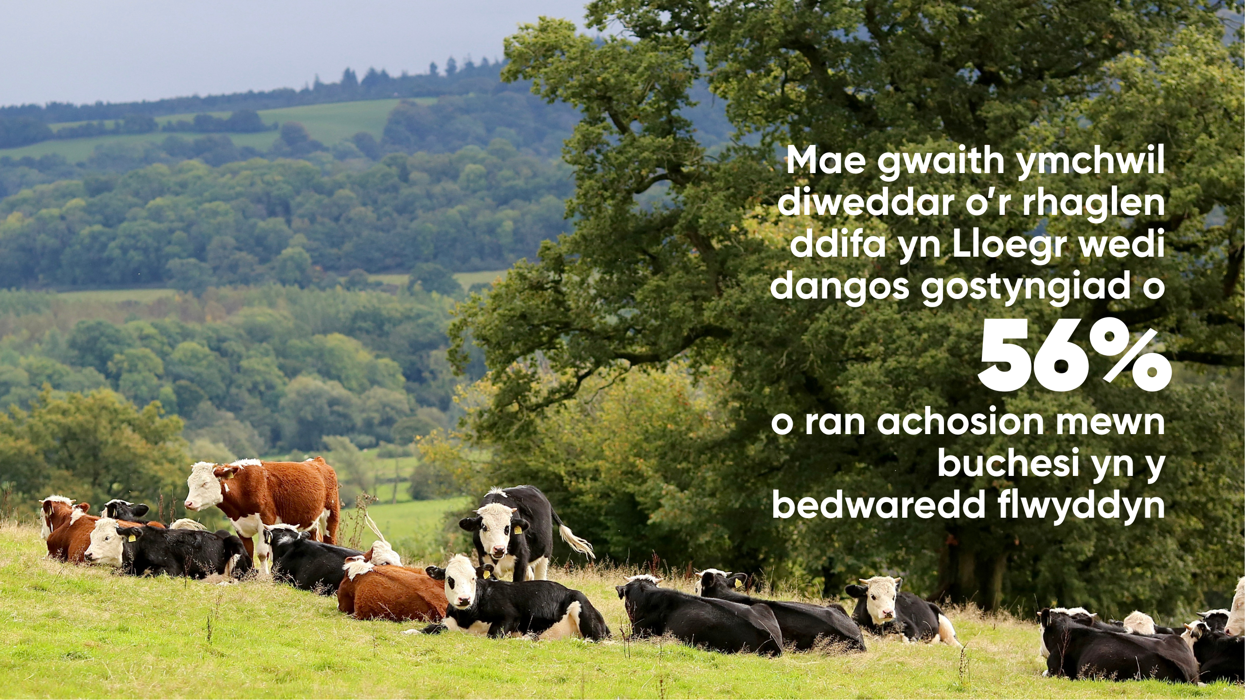 Cows in a field